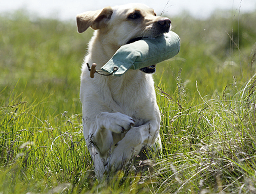 My gun dog squeaked when I sent it for a retrieve in a test!