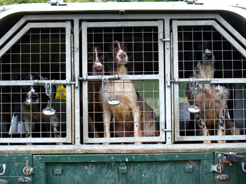 Proposed Dog Control Bill aiming at &#8216;deed not breed&#8217;