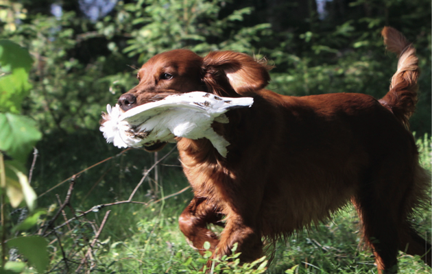 How gundogs are used abroad