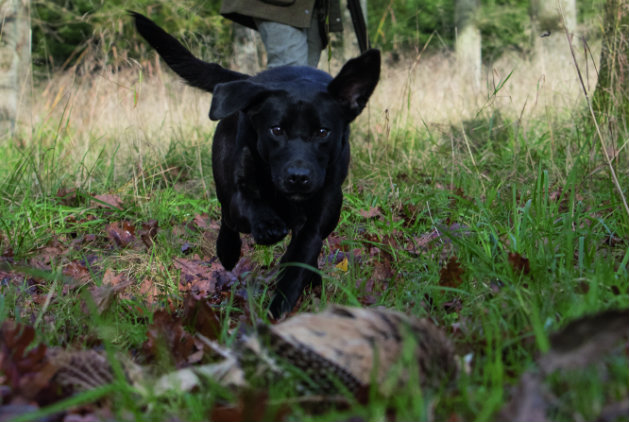 How to shoot over your dog