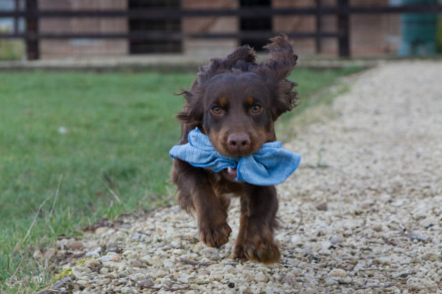 Gundog puppy retrieving