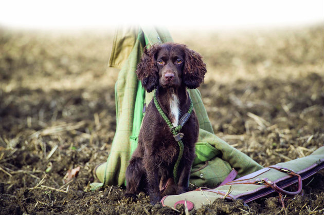 gundog with gunslips