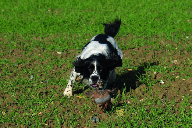 red legged partridge and spaniel 