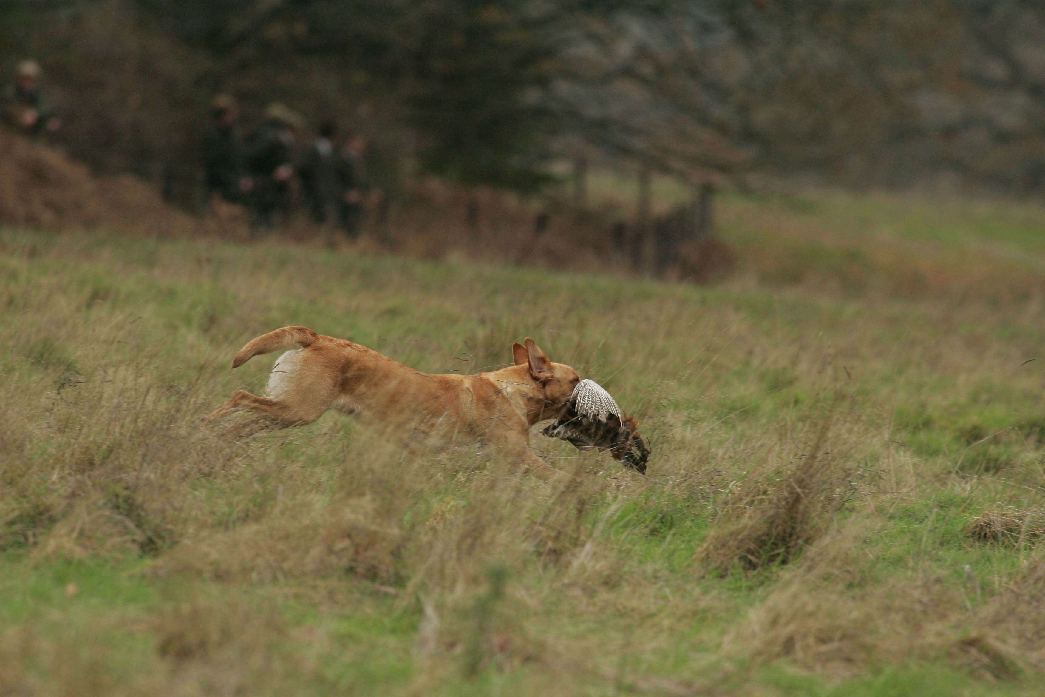 gundog with game
