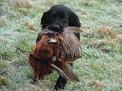 Results of Kennel Club cocker spaniel Field Trials