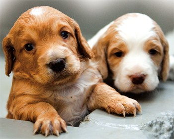 How to deliver your gundog&#8217;s pups!