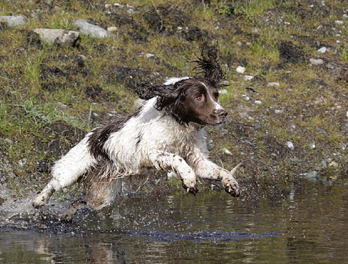 Can a gundog in the early stages of pregnancy run in trials?