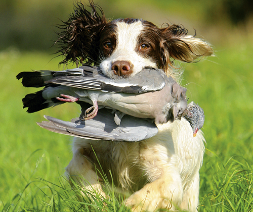 How do I stop my dog retrieving my pigeon decoys?