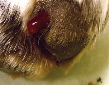 How do I treat my gundog&#8217;s broken toenails?