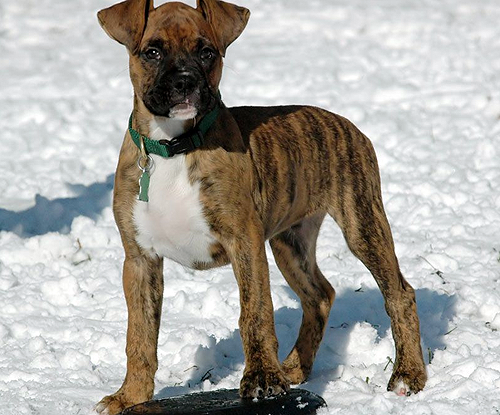 Could a Boxer become a decent gundog?