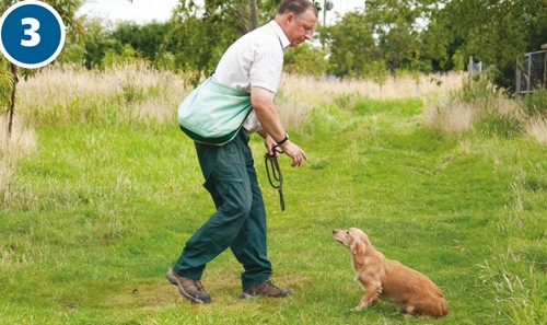 How to train a spaniel puppy that lacks confidence