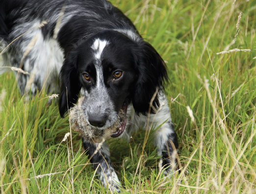 My gundog doesn&#8217;t seem to like his rabbit skin dummy?