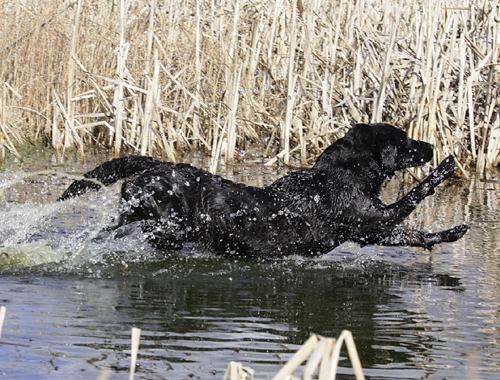 Why is it gundogs never seem to bother with a collar?