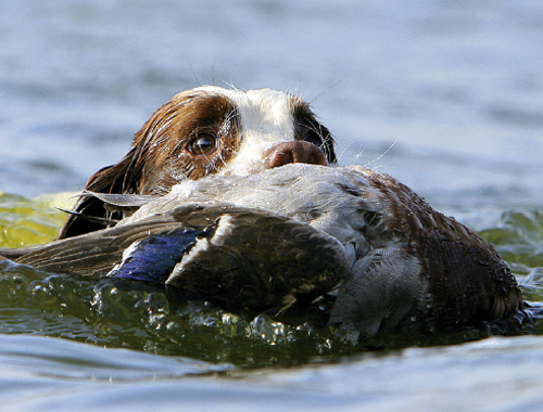 Can gundog training teach a dog to dive?