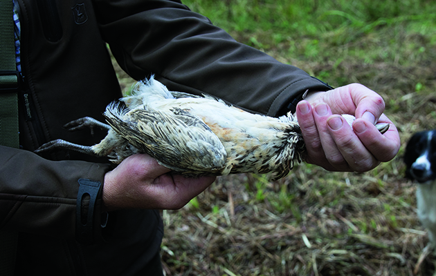 gundogs with shot and cold game