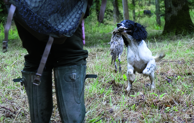 gundogs with shot and cold game