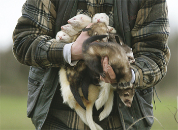 I want to go shooting over my ferrets!