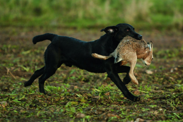 dog with hares 