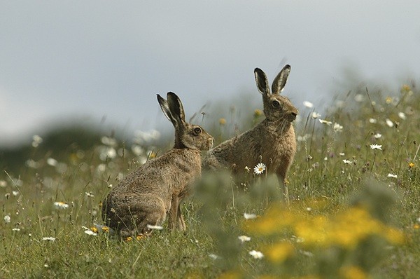 New code on brown hare control