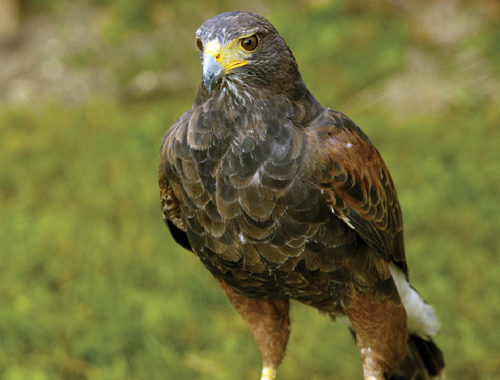 I would like to start hawking for rabbits with a bird of prey