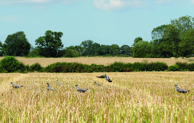 harvest shooting