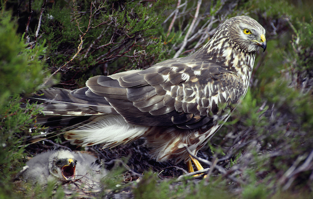 2015 hen harrier breeding season set to be most successful since 2010