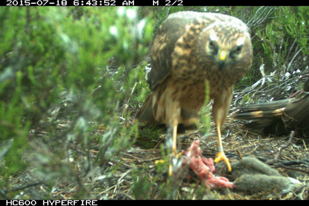 A hen harrier feeding on rabbit