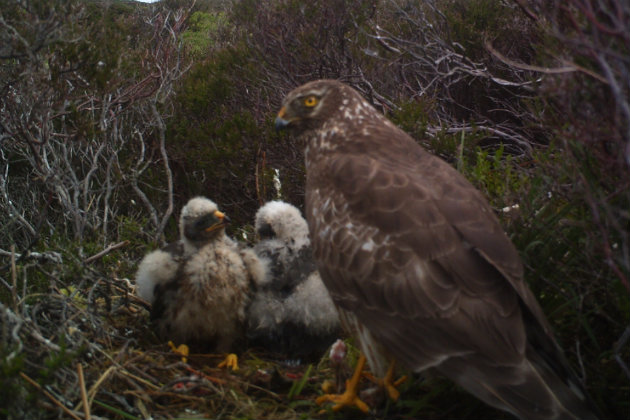 Hen harrier with chicks