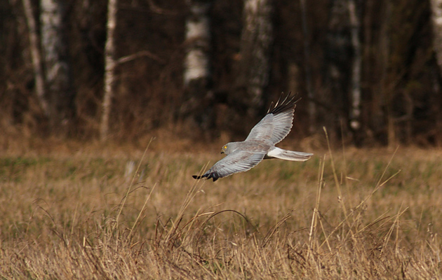 Hard-core antis make the RSPB’s actions look moderate