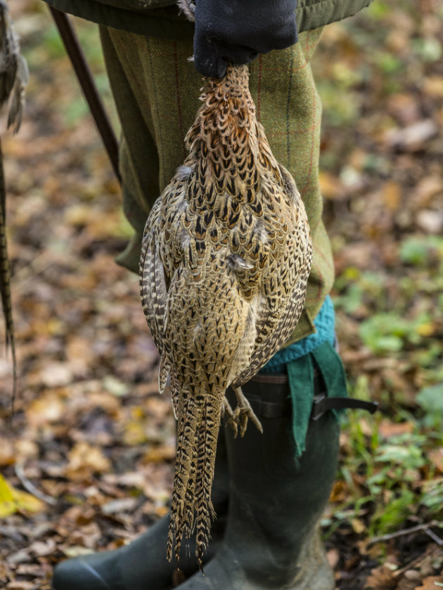 hen pheasant