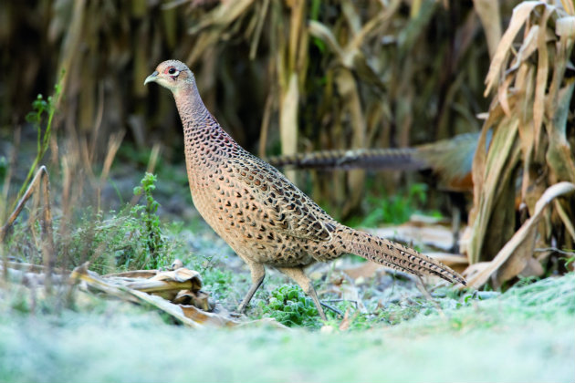 hen pheasant