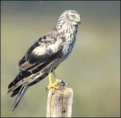 New Langholm project to balance shooting with raptors