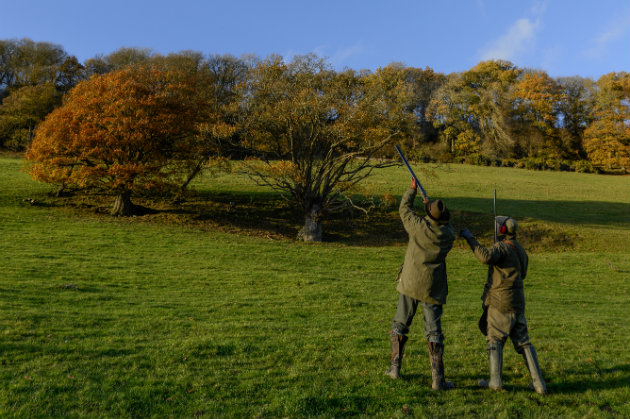 Tips for shooting fast, curling pheasants
