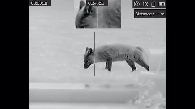 fox in thermal imager 