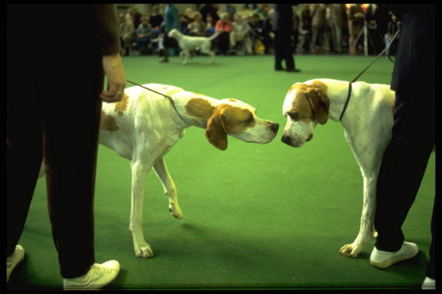 Is your gundog ready for Crufts 2016?