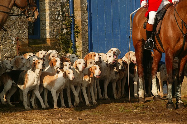 Foxhunting watchdog