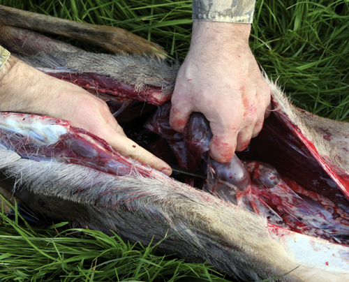 How do I spot liver fluke in deer?