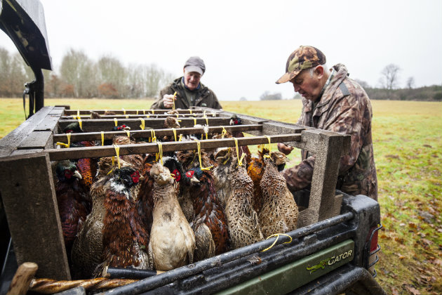pheasants on shoot cart 