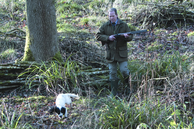 hunting spaniel