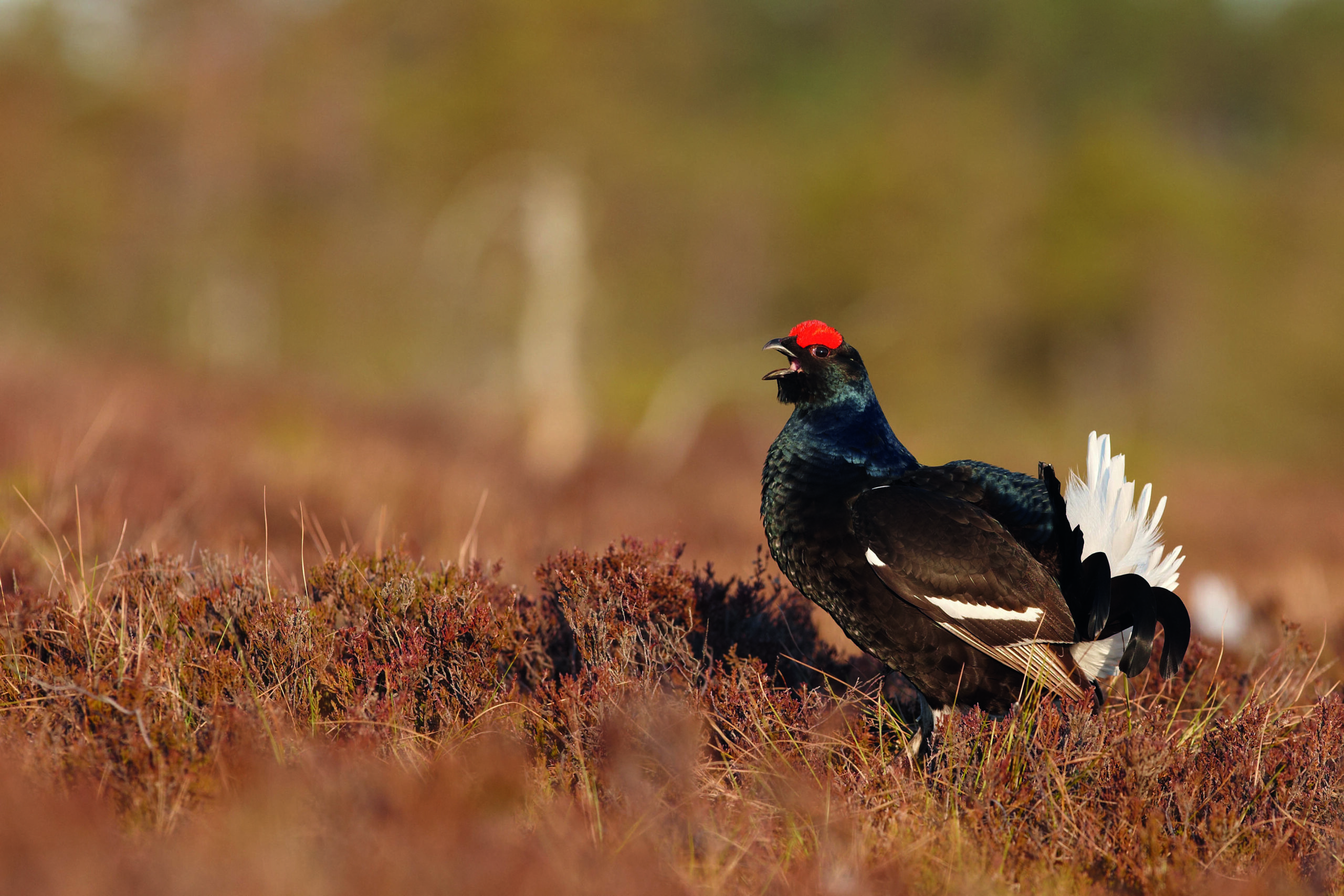Billionaire conservationist’s businesses record £9.3m loss