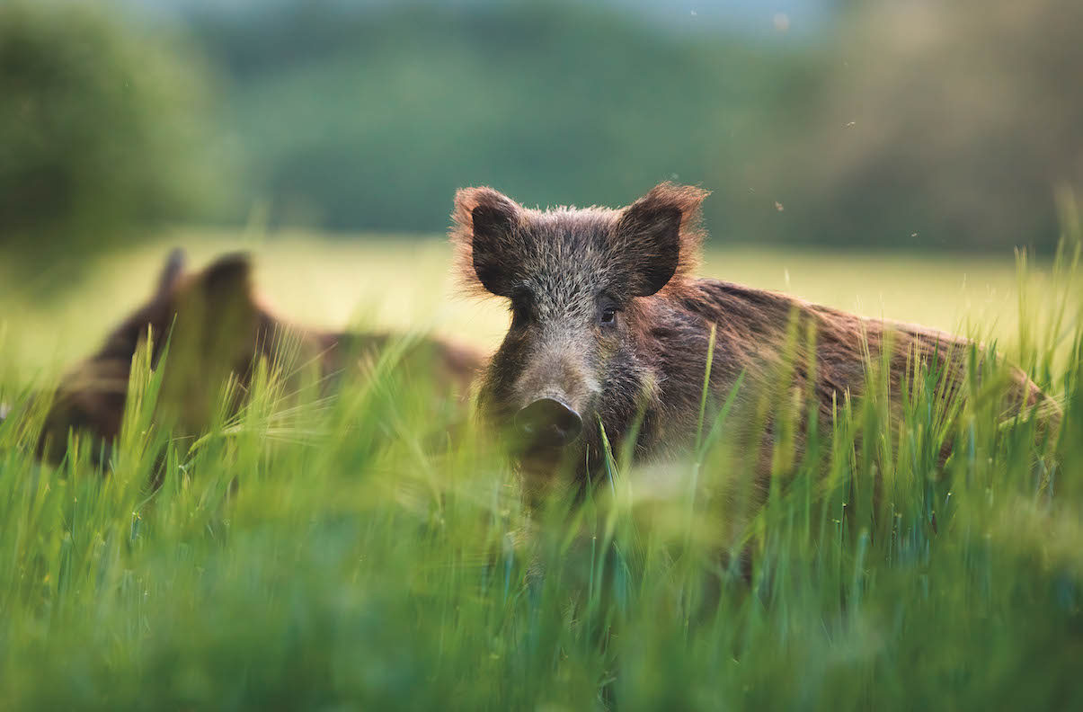 Wild boar, bows and arrows
