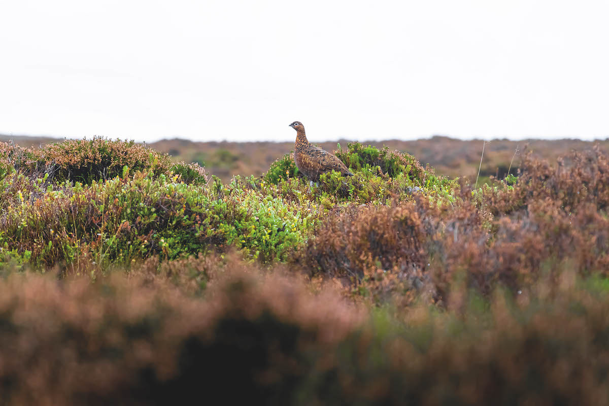 Red grouse tests positive for avian influenza in Scotland