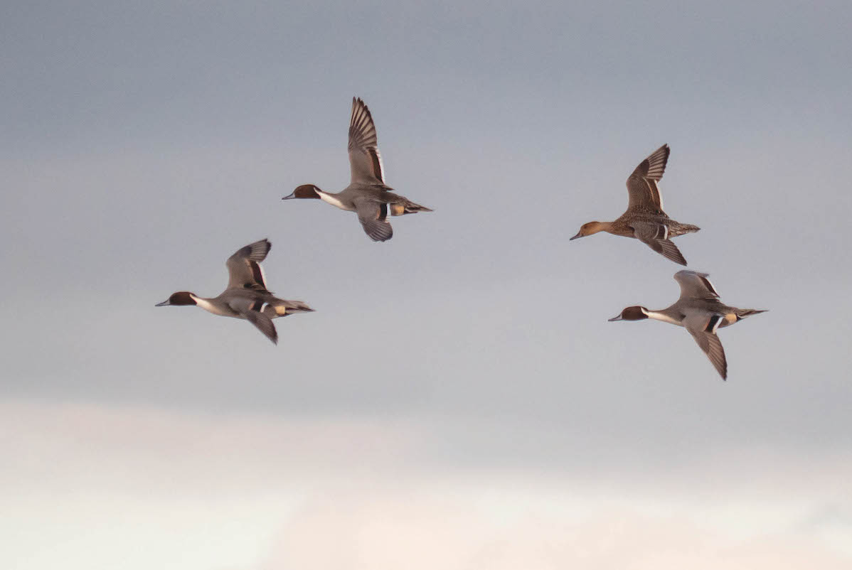 Review of bird quarry lists is on the horizon