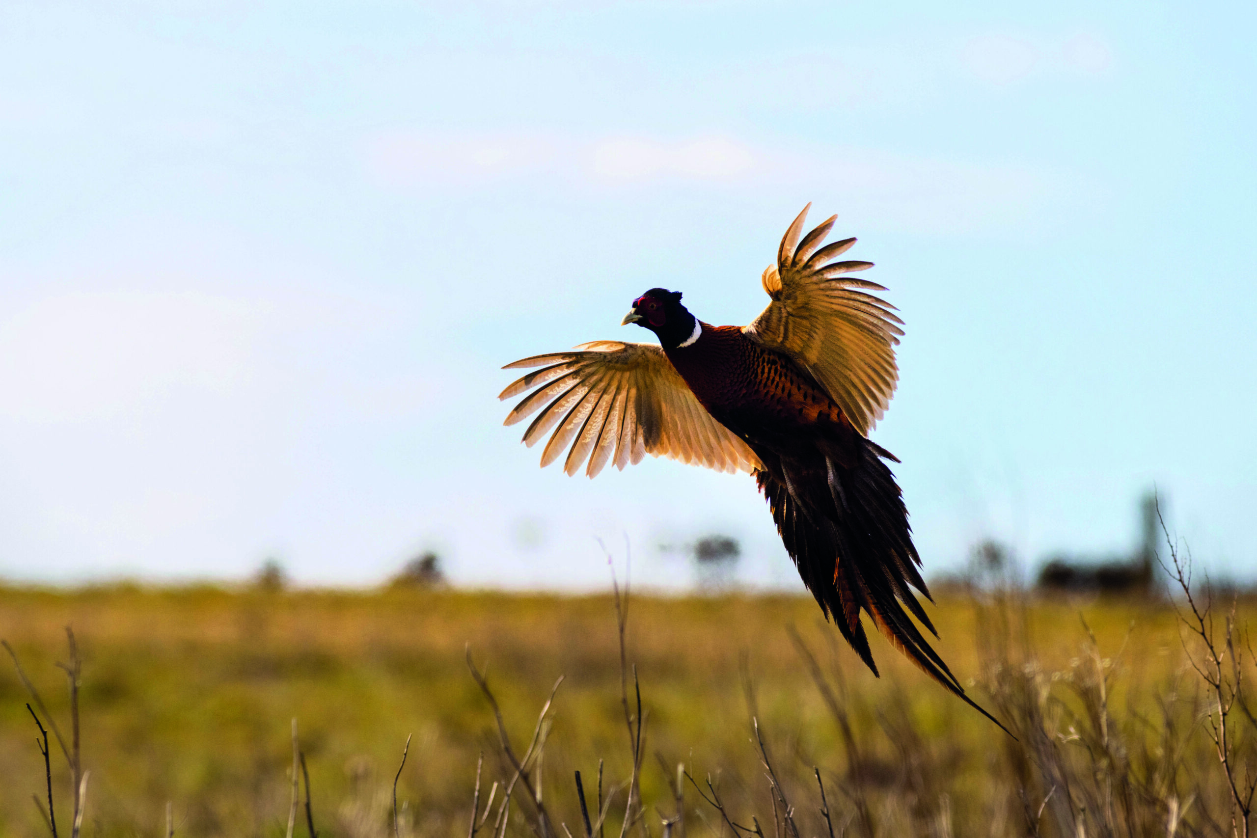 Defra publishes ‘facts’ on gamebird release
