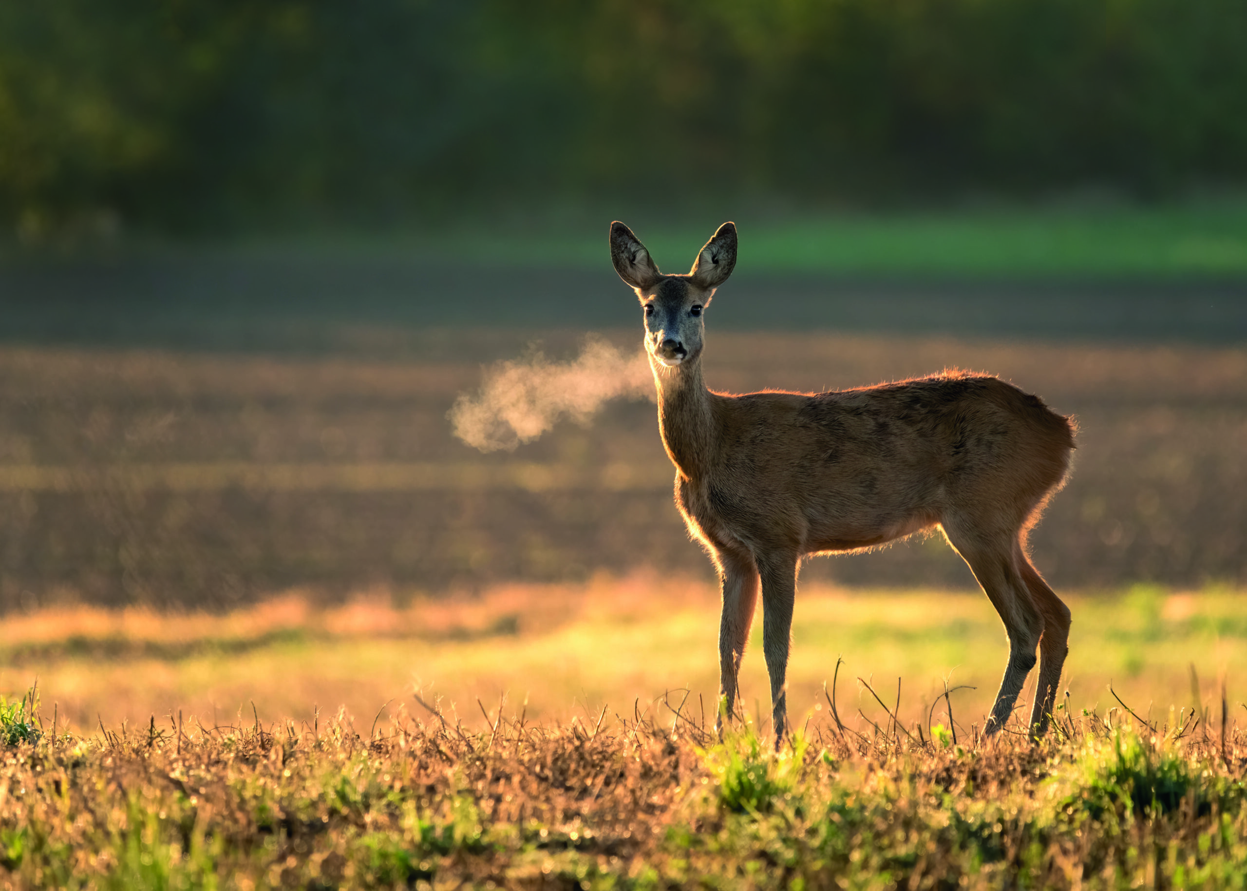 Venison to replace beef at top London university