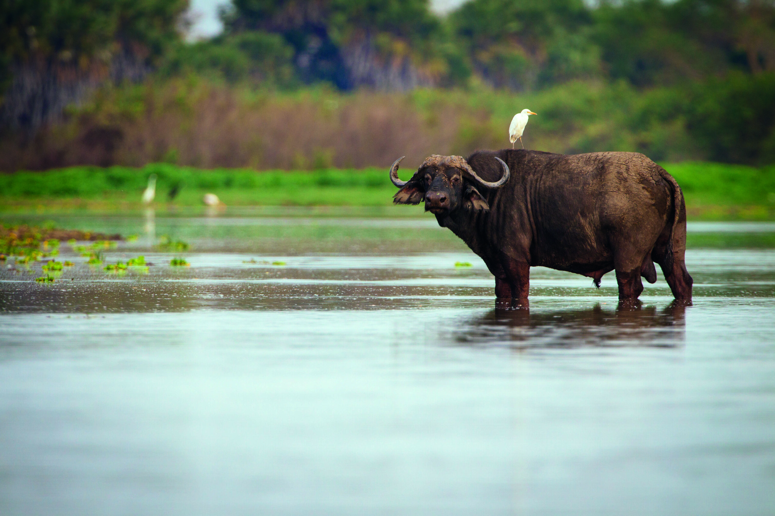 Running to stop poaching