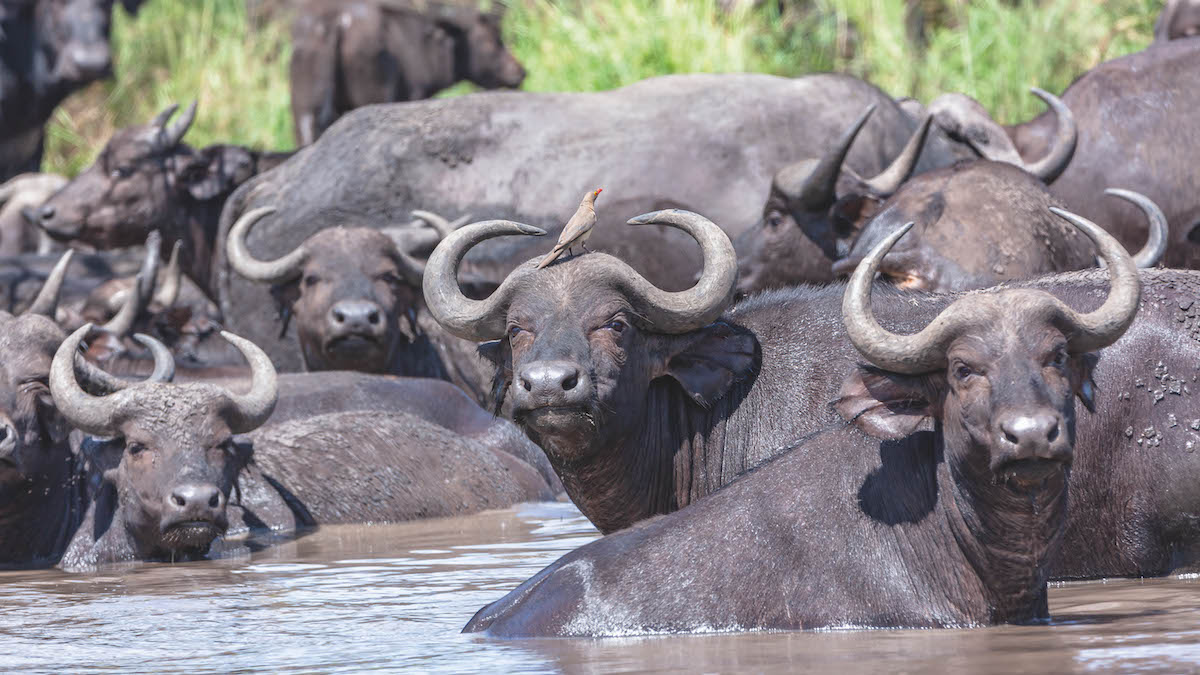 Hunting trophy import ban nears critical stage