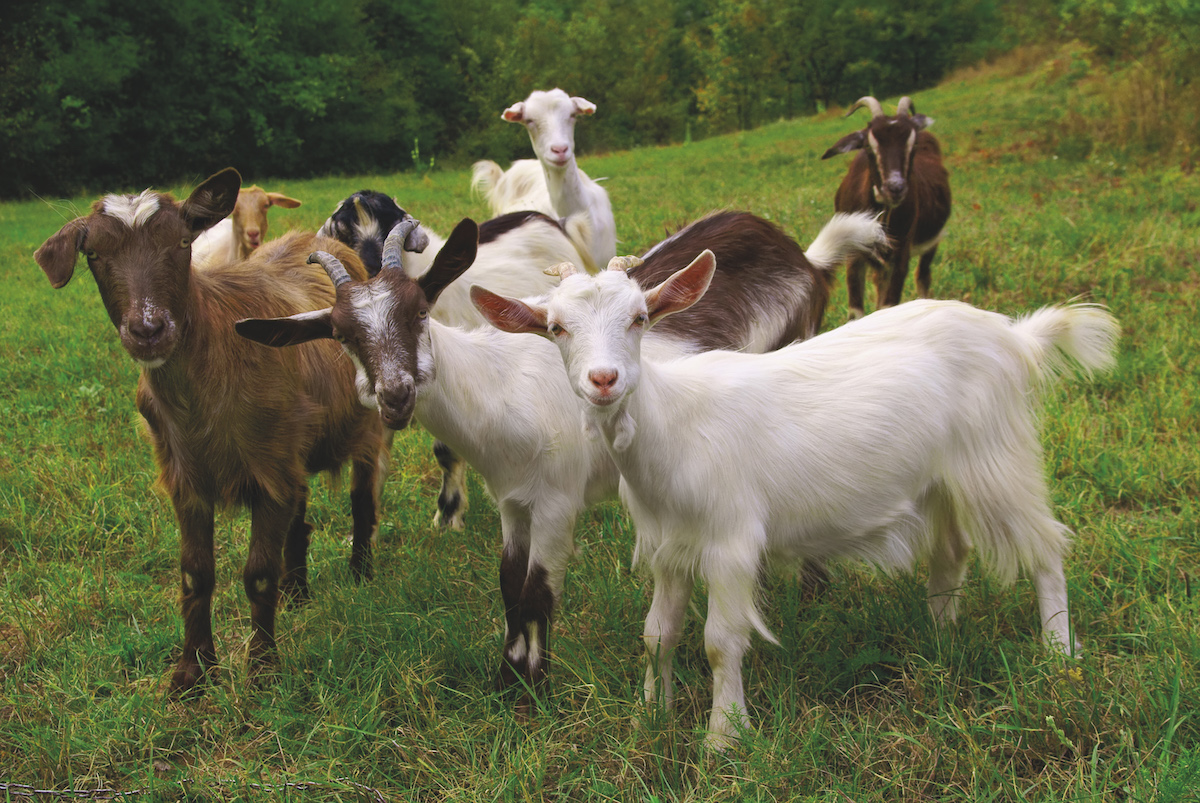 Vegans out for blood as goat farm is targeted