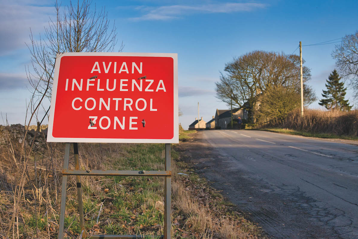 Pheasants culled following avian influenza outbreak