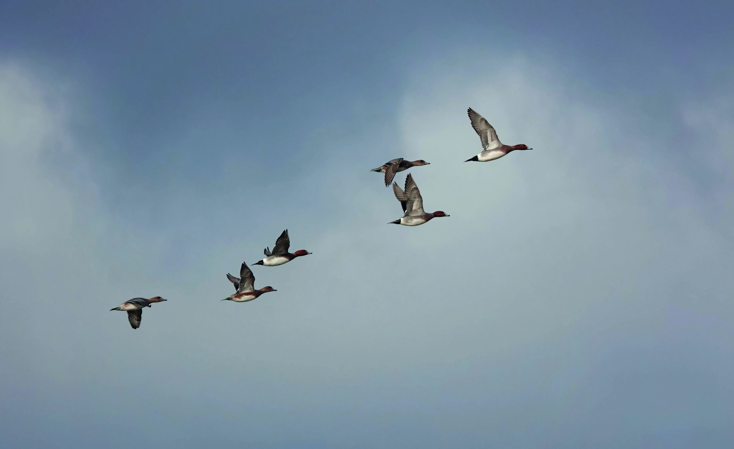 Ireland hosts international waterfowl annual meeting